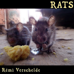 File:Rats.jpg
